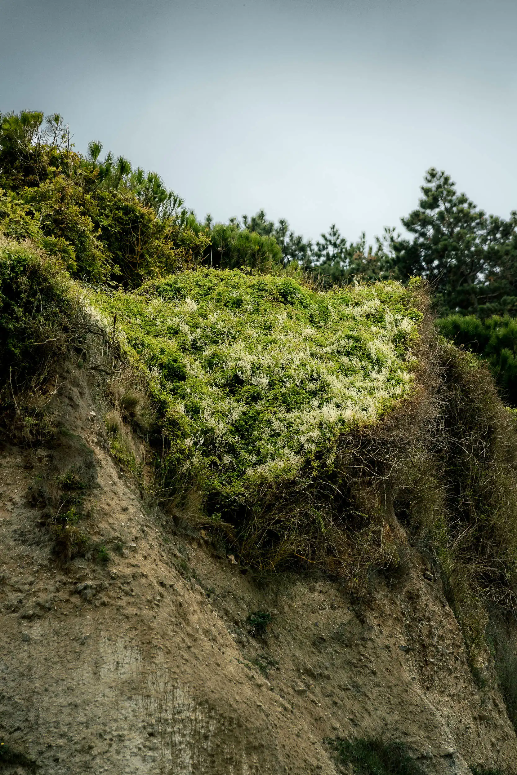 Bois de Cise - Image 5