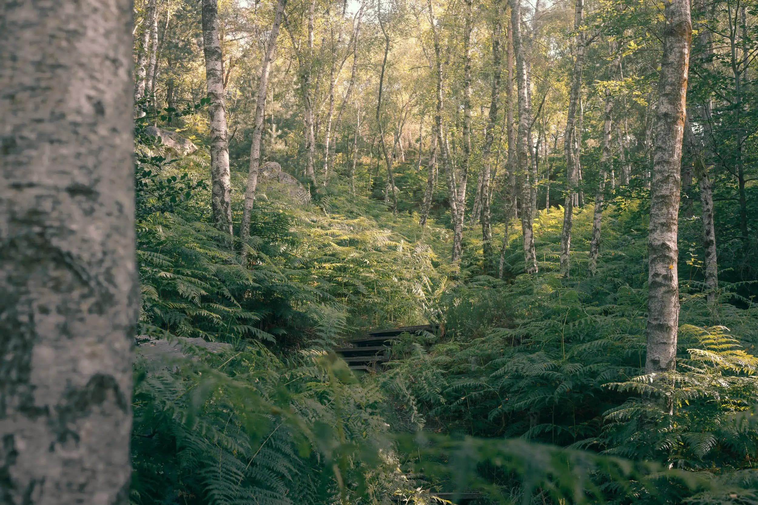 Escalier en bois au milieu d’une forêt de bouleaux et de fougères, lumière douce et naturelle.